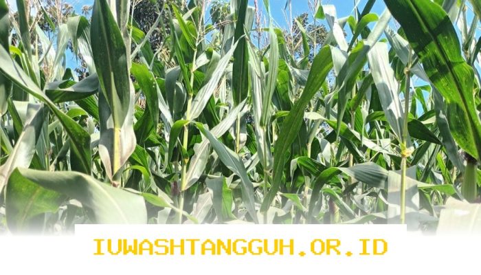 Kemenko Perekonomian Bantah Impor Jagung AS untuk Konsumsi Langsung!