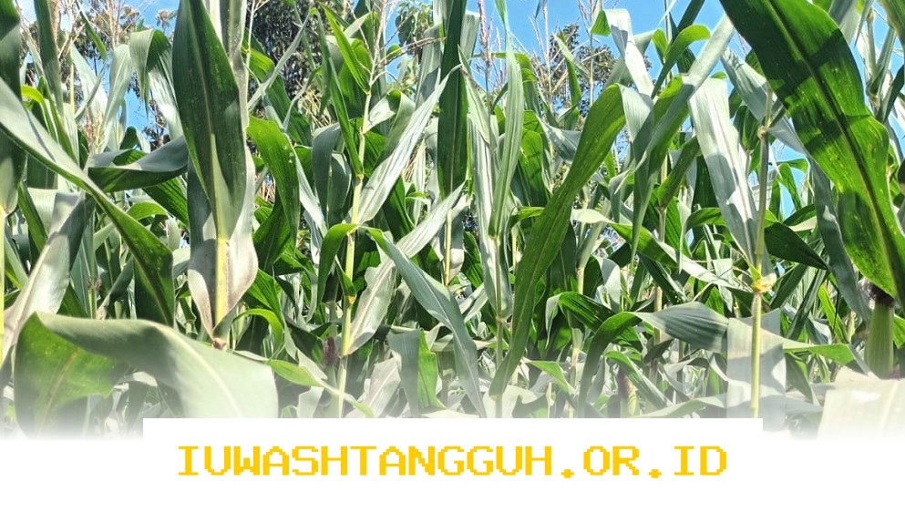Kemenko Perekonomian Bantah Impor Jagung AS untuk Konsumsi Langsung!