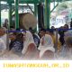 Bank Syariah Permata Dorong Akses Layanan Keuangan Syariah untuk Seluruh Lapisan Masyarakat pada Safari Ramadan 2026
