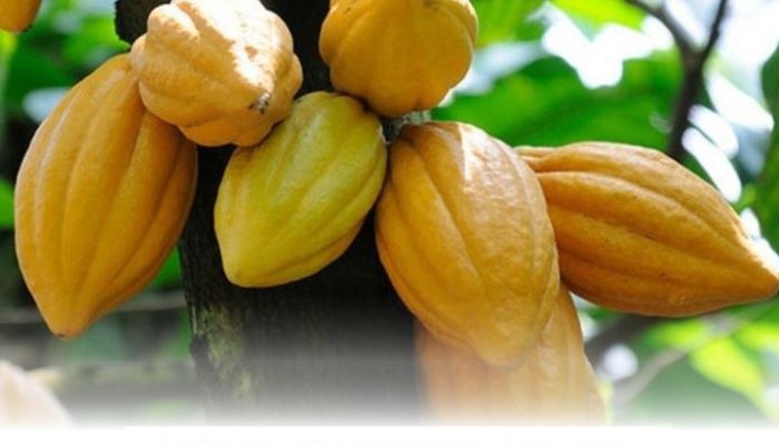 Emiten COCO Rencanakan Pengembangan Bisnis Kelapa Sawit Menuju Pasar Global