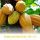 Emiten COCO Rencanakan Pengembangan Bisnis Kelapa Sawit Menuju Pasar Global