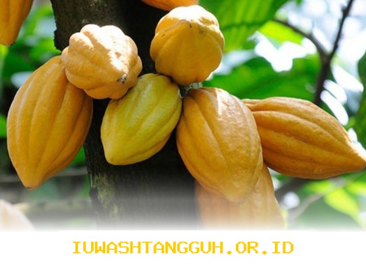 Emiten COCO Rencanakan Pengembangan Bisnis Kelapa Sawit Menuju Pasar Global