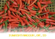 Harga Cabai Rawit Meroket Jelang Lebaran, Sentuh Rp74.750 per Kilogram Hari Ini