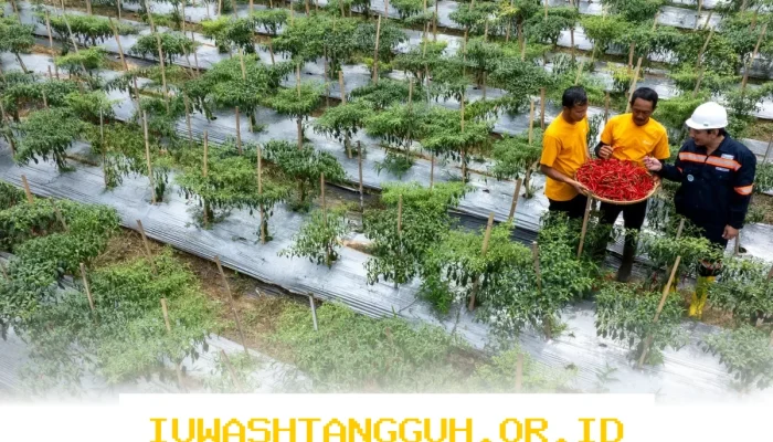 Mantan PETI Jadi Pelopor Kemajuan, Kumpulan Cerita Menggelarkan Semangat Pembangunan di Pongkor