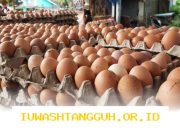 Menjelang Hari Raya, Kenaikan Harga Telur Terjadi di Berbagai Wilayah Indonesia