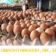 Menjelang Hari Raya, Kenaikan Harga Telur Terjadi di Berbagai Wilayah Indonesia