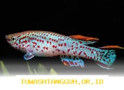 Penelitian UEA Temukan Hubungan Penuaan Ikan Killifish dan Sistem Kekebalan Tubuh Manusia