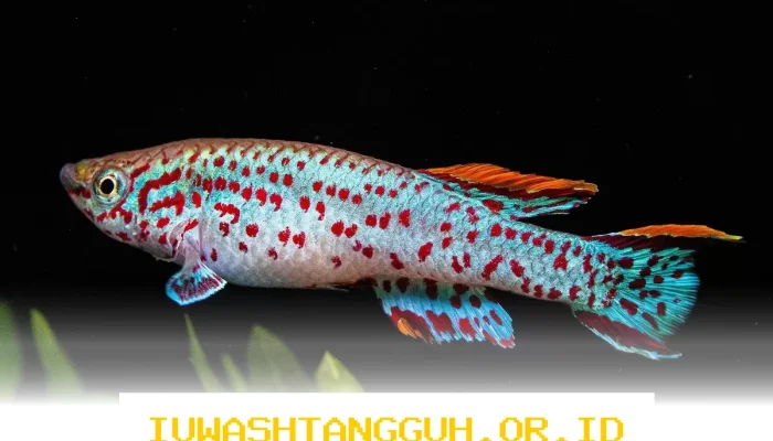 Penelitian UEA Temukan Hubungan Penuaan Ikan Killifish dan Sistem Kekebalan Tubuh Manusia