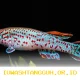 Penelitian UEA Temukan Hubungan Penuaan Ikan Killifish dan Sistem Kekebalan Tubuh Manusia