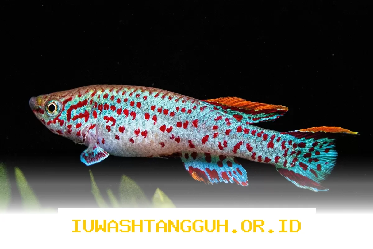 Penelitian UEA Temukan Hubungan Penuaan Ikan Killifish dan Sistem Kekebalan Tubuh Manusia