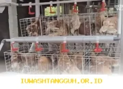 Program Pemberdayaan Ayam Petelur Didukung KPM Wilayah untuk Tingkatkan Kemandirian Ekonomi Desa