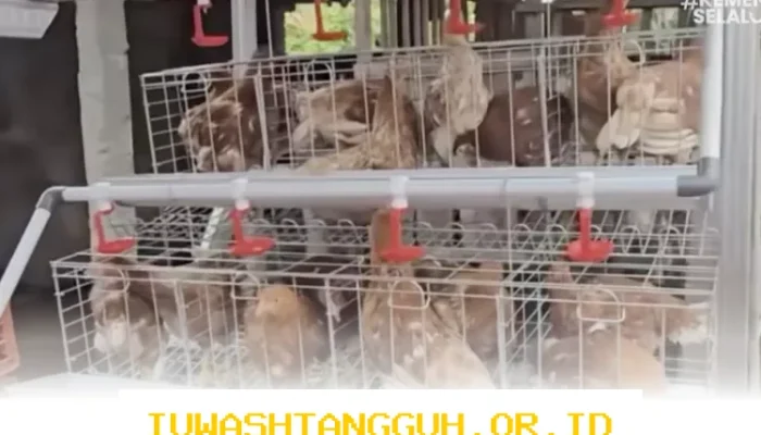 Program Pemberdayaan Ayam Petelur Didukung KPM Wilayah untuk Tingkatkan Kemandirian Ekonomi Desa