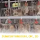 Program Pemberdayaan Ayam Petelur Didukung KPM Wilayah untuk Tingkatkan Kemandirian Ekonomi Desa