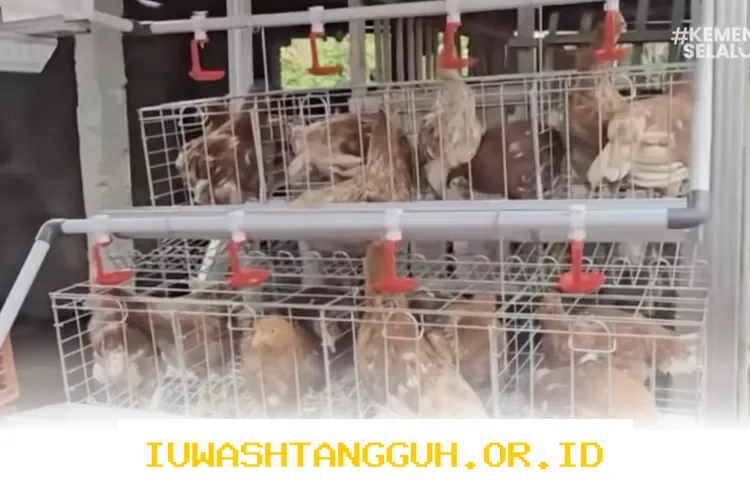 Program Pemberdayaan Ayam Petelur Didukung KPM Wilayah untuk Tingkatkan Kemandirian Ekonomi Desa
