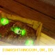 Radioactive Charm dalam Fish It: Panduan Lengkap untuk Mendapatkannya