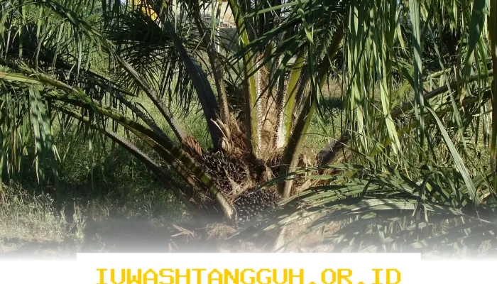 Apakah Biomassa Sawit Benar-Benar Ramah Lingkungan? WWF Khawatirkan Dampak Negatif pada Energi Bersih Indonesia