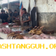 Harga Ayam Broiler di Kota Banda Aceh Meningkat 5.000 Rupiah per Ekor pada 2026