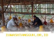 Harga Ayam Potong Diprediksi Naik hingga 15 Persen pada Tahun 2026 karena Lonjakan Permintaan di Wilayah Jawa dan Sumatera