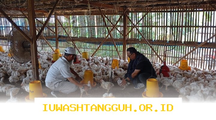 Harga Ayam Potong Diprediksi Naik hingga 15 Persen pada Tahun 2026 karena Lonjakan Permintaan di Wilayah Jawa dan Sumatera