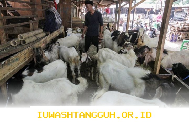Harga Kambing Kurban 2026 dan Panduan Memilih yang Tepat untuk Idul Adha Mendatang