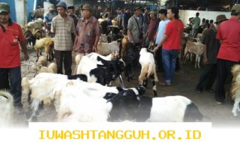Harga Kambing Kurban 2026 Lengkap Per Wilayah, Simak Daftar Resminya di Sini!