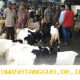 Harga Kambing Kurban 2026 Lengkap Per Wilayah, Simak Daftar Resminya di Sini!