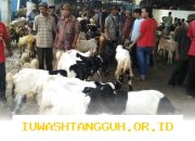 Harga Kambing Kurban 2026: Simak Update Terbaru untuk Persiapan Idul Adha Mendatang!