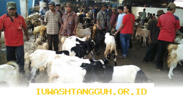 Harga Kambing Kurban 2026: Simak Update Terbaru untuk Persiapan Idul Adha Mendatang!