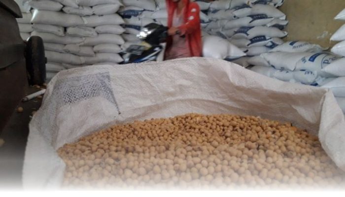 Harga Kedelai 2026 Stabil, Pemerintah Jamin Kelangsungan Produksi Tahu Tempe Nasional