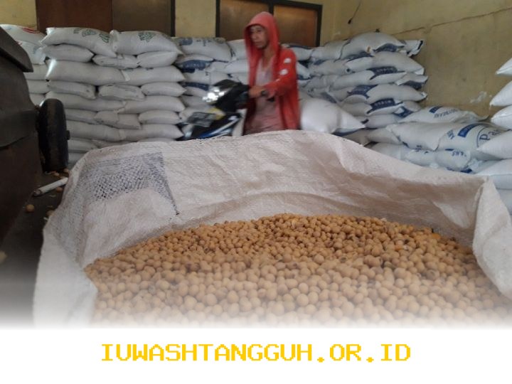 Harga Kedelai 2026 Stabil, Pemerintah Jamin Kelangsungan Produksi Tahu Tempe Nasional