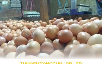 Harga Sembako Terkini 2026: Telur Ayam Capai Rp32.000/Kg dan Bawang Merah Naik Jadi Rp45.950/Kg di Pasar Modern