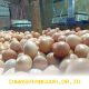 Harga Sembako Terkini 2026: Telur Ayam Capai Rp32.000/Kg dan Bawang Merah Naik Jadi Rp45.950/Kg di Pasar Modern