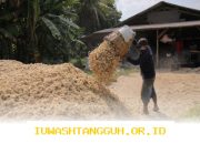 Pemanfaatan 5 Sumber Biomassa Efektif Wujudkan Kemandirian Ekonomi Desa di Tahun 2026