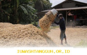 Pemanfaatan 5 Sumber Biomassa Efektif Wujudkan Kemandirian Ekonomi Desa di Tahun 2026