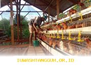 Pemerintah Harus Dukung Kelangsungan Bisnis Peternak Ayam di Tahun 2026
