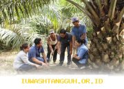 Perusahaan Sawit Terdepan 2026 Dorong Regenerasi Tanaman Rakyat dengan Teknologi Canggih