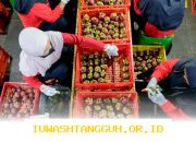 Petani Buah Nusantara Kini Ekspor ke 25 Negara Bersama Java Fresh dan DBS Foundation Tahun 2026