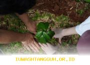 PTPN Group Dorong Pengembangan Ekosistem Perkebunan Berkelanjutan Menuju Tahun 2026 dengan Fokus pada Inovasi dan Kemitraan Strategis