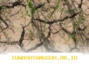 Strategi Mitigasi dan Kurikulum Kebencanaan untuk Menghadapi Dampak El Nino 2026 Mendatang