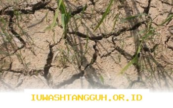 Strategi Mitigasi dan Kurikulum Kebencanaan untuk Menghadapi Dampak El Nino 2026 Mendatang