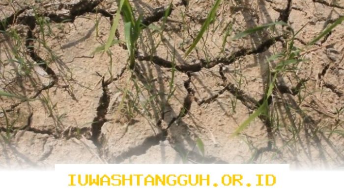 Strategi Mitigasi dan Kurikulum Kebencanaan untuk Menghadapi Dampak El Nino 2026 Mendatang