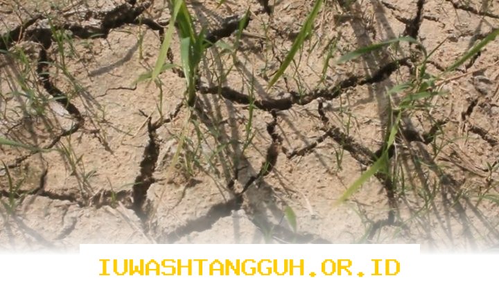 Strategi Mitigasi dan Kurikulum Kebencanaan untuk Menghadapi Dampak El Nino 2026 Mendatang