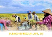 Target Penyerapan 4 Juta Ton Beras oleh Bulog Diprediksi Terpenuhi pada 2026 dengan Tingkat Optimisme Tinggi dari Direktur Utama Perusahaan