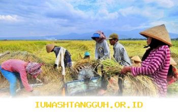 Target Penyerapan 4 Juta Ton Beras oleh Bulog Diprediksi Terpenuhi pada 2026 dengan Tingkat Optimisme Tinggi dari Direktur Utama Perusahaan
