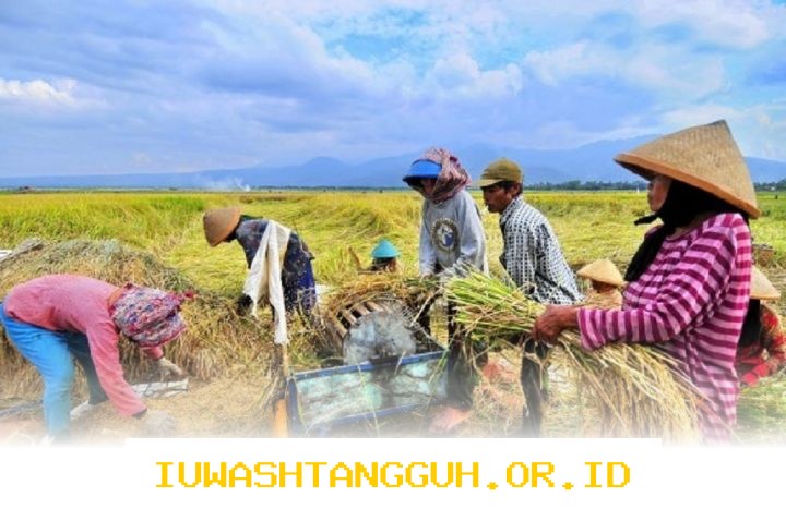 Target Penyerapan 4 Juta Ton Beras oleh Bulog Diprediksi Terpenuhi pada 2026 dengan Tingkat Optimisme Tinggi dari Direktur Utama Perusahaan