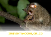 Tarsius Bangka Terancam Punah di Menumbing karena Hilangnya Habitat Alaminya pada 2026