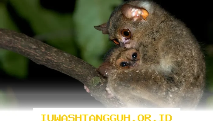 Tarsius Bangka Terancam Punah di Menumbing karena Hilangnya Habitat Alaminya pada 2026