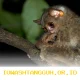 Tarsius Bangka Terancam Punah di Menumbing karena Hilangnya Habitat Alaminya pada 2026