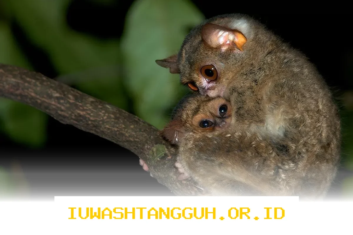 Tarsius Bangka Terancam Punah di Menumbing karena Hilangnya Habitat Alaminya pada 2026