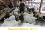 Daftar Harga Terbaru 10 Jenis Hewan Kurban di Wilayah Jakarta Menjelang Iduladha 2026